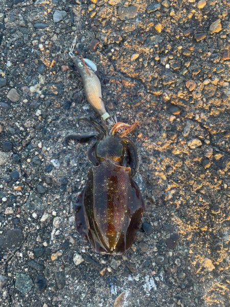 アオリイカ調査