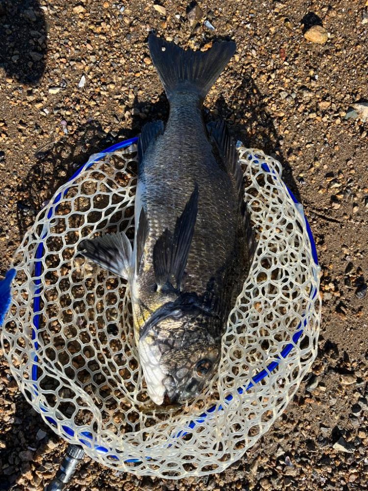 1か月半ぶりの…