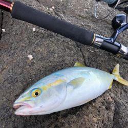 ✨鶴岡ロックショア✨