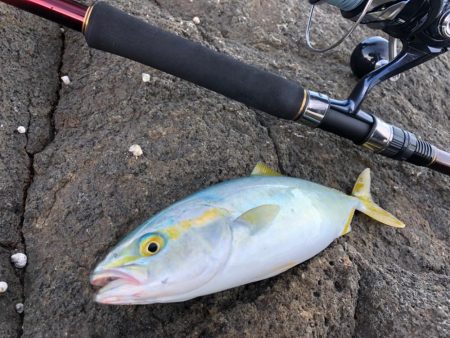 ✨鶴岡ロックショア'…