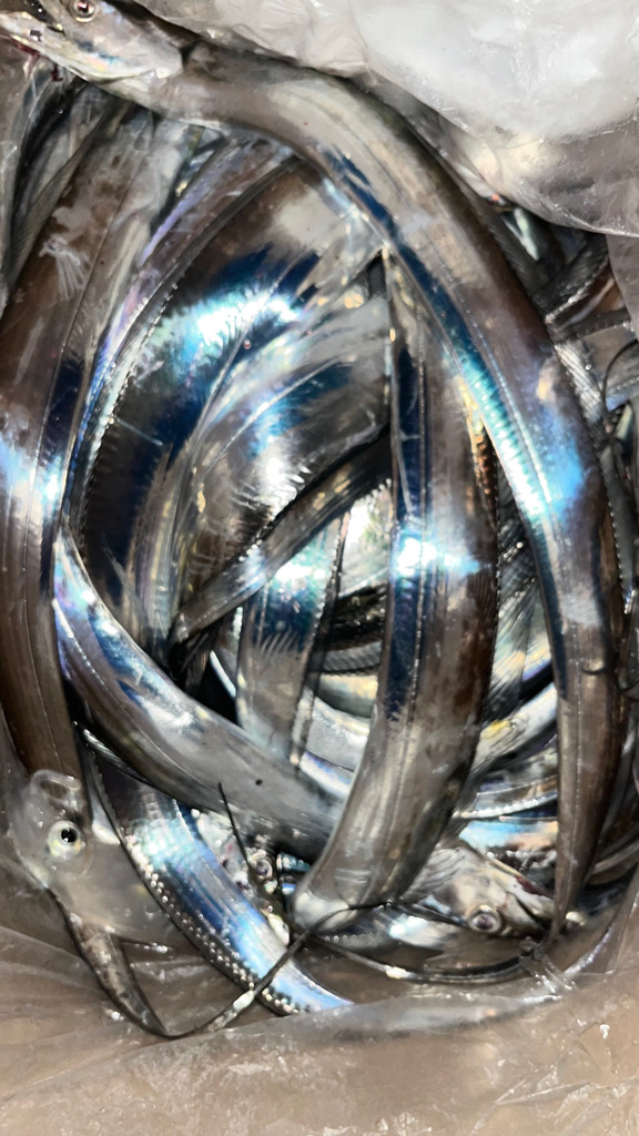 過去１釣れたぁ( ・∇・)