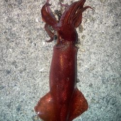 2023ライトゲーム第29戦