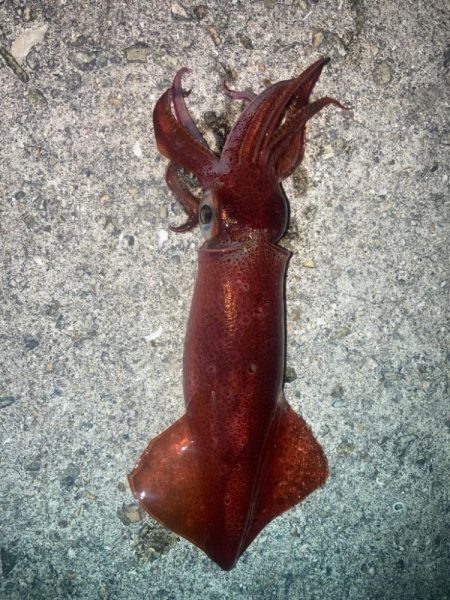 2023ライトゲーム第29戦