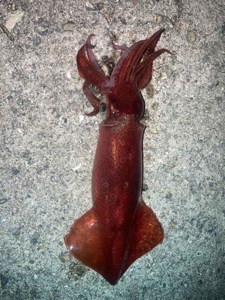 2023ライトゲーム第29戦