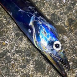 今シーズン初タチ