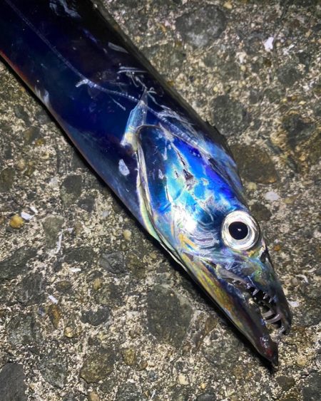 今シーズン初タチ