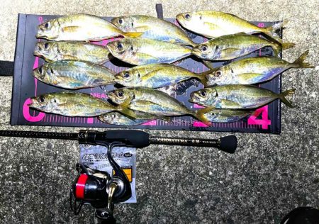 久しぶりの良型アジ