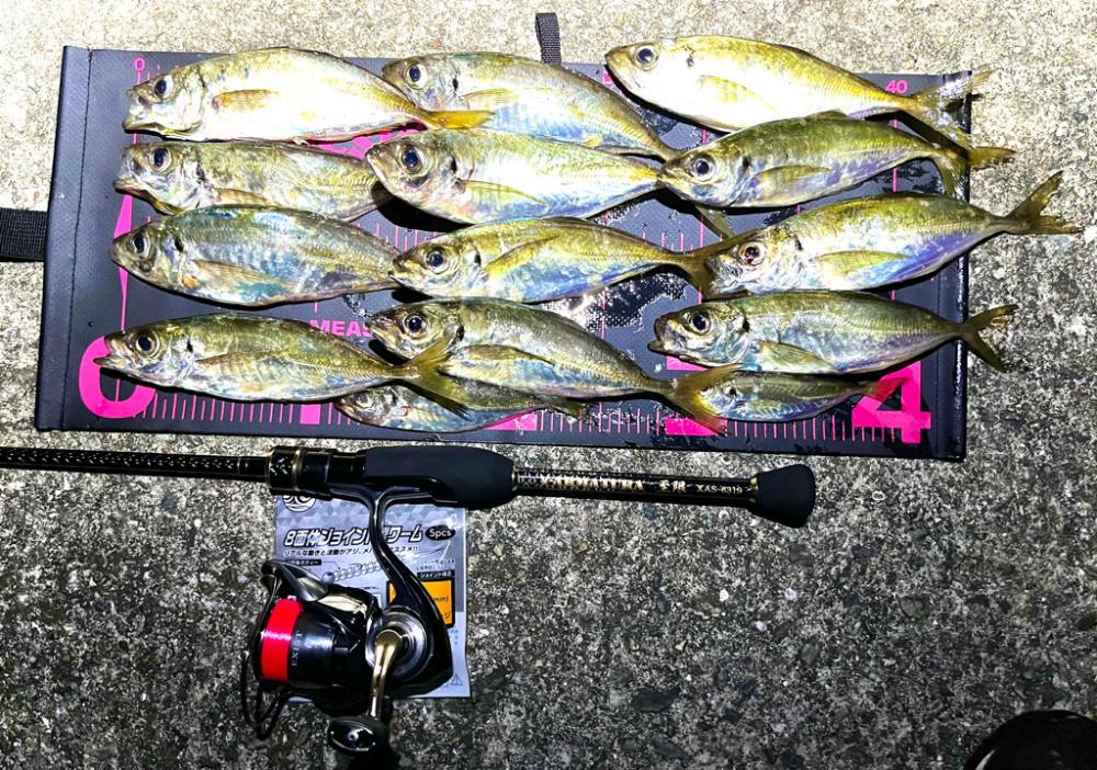 久しぶりの良型アジ