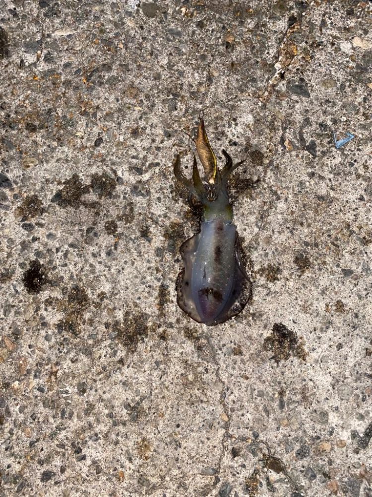 アオリとシーバスw