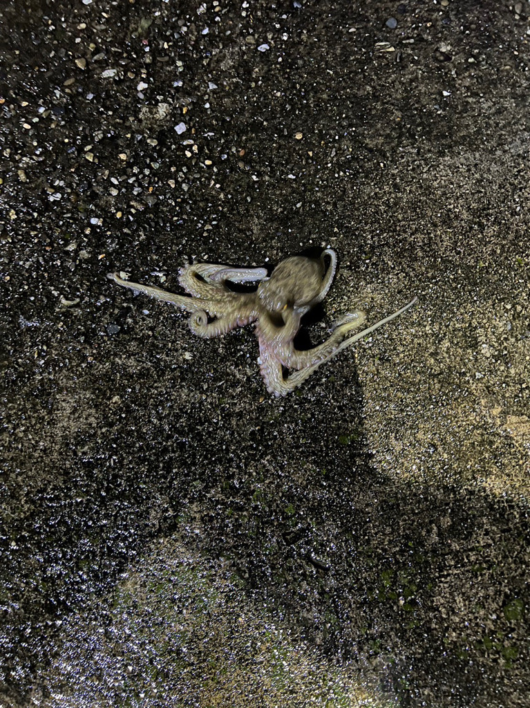 台風後のタコは…