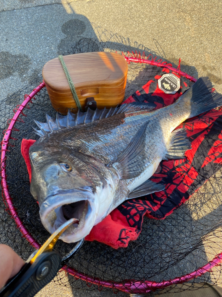 ヘチってきました