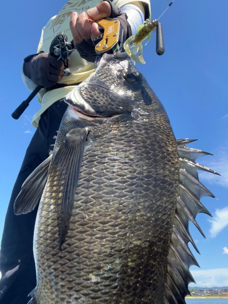 ボートチニング調査