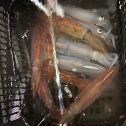 数釣り出来ました。