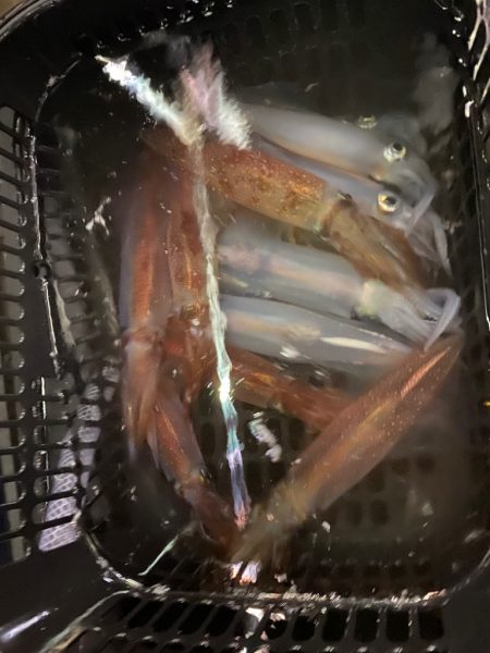 数釣り出来ました。