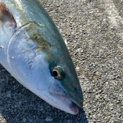 2か月以上ぶりの！