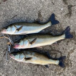 セイゴ回遊しています