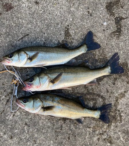 セイゴ回遊しています