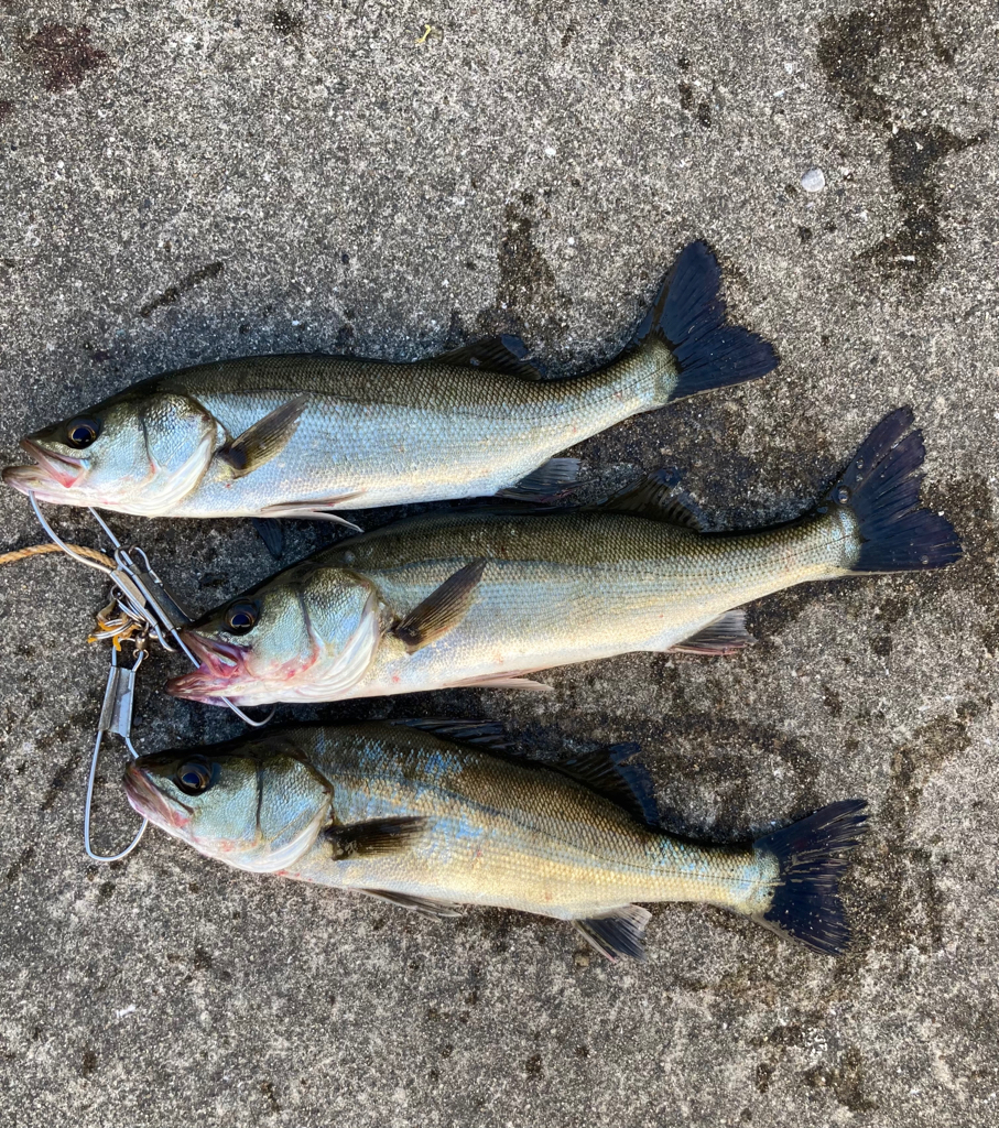 セイゴ回遊しています