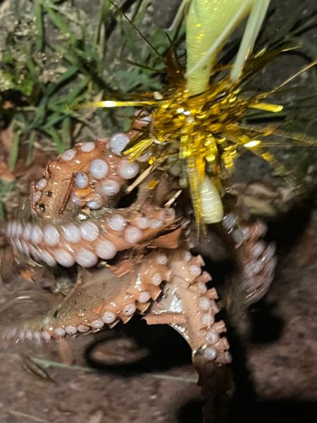 カニ効果　検証　②