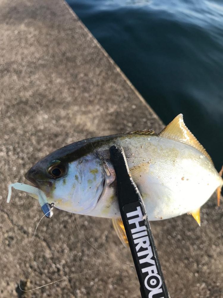 鳥取西部アジング調査