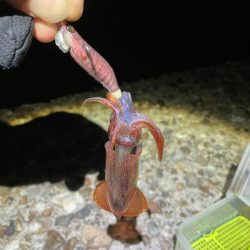 ケンサキ釣り6日目(^^)