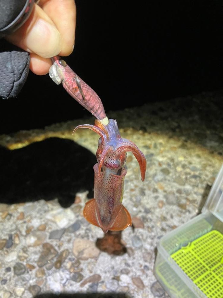 ケンサキ釣り6日目(^^)