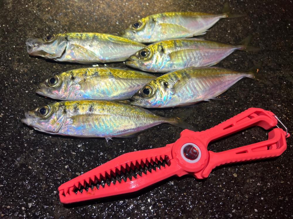 鯵を探して三千里 Vol.61