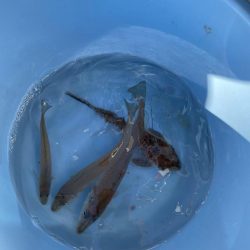 ボートでキス釣り