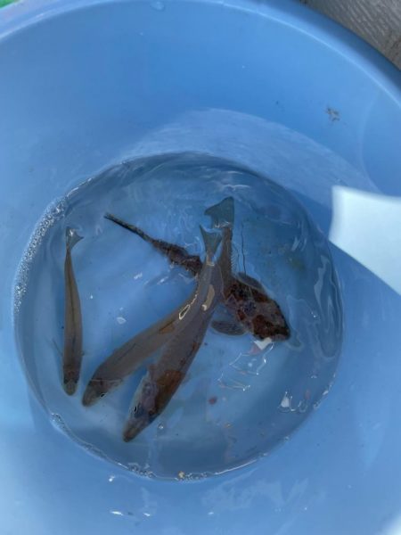 ボートでキス釣り