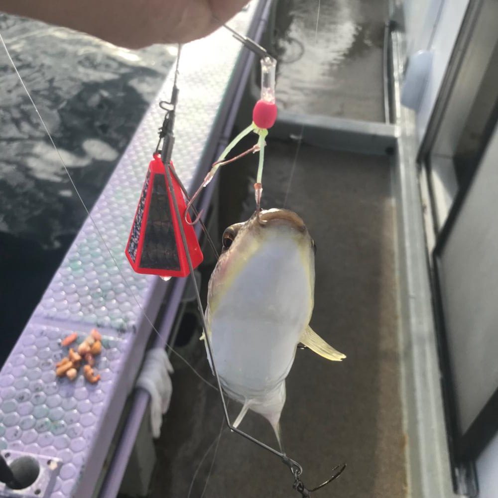 栄真丸カットウフグ