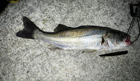 シーバスゲーム