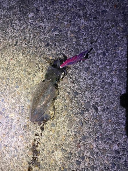 短時間エギング