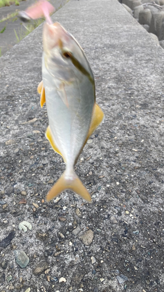 タチウオ狙いからの鯵