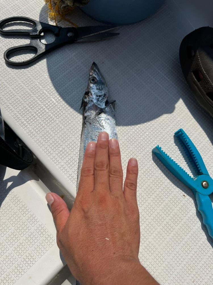 ハマチ!&サーベルフィッシュ!!