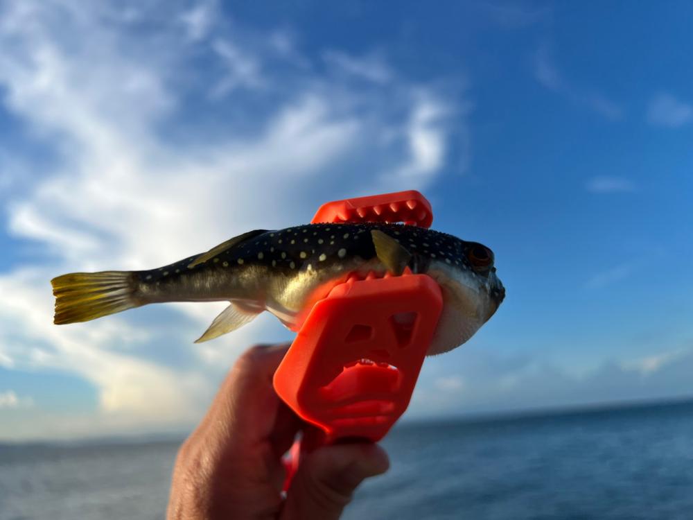 鯵を探して三千里 Vol.73