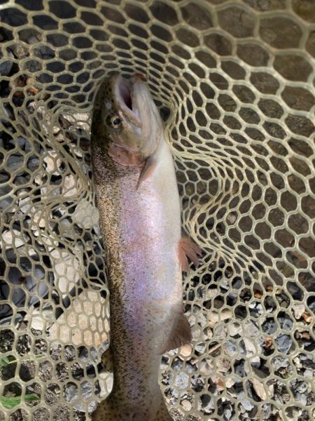 エリアトラウト