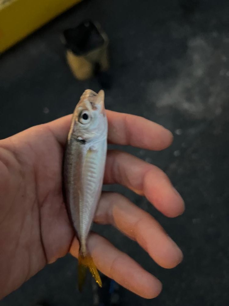 ファミリーフィッシング