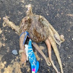 ⭐️フィネス釣…