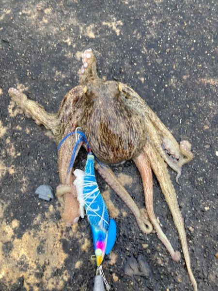 ⭐️フィネス釣…