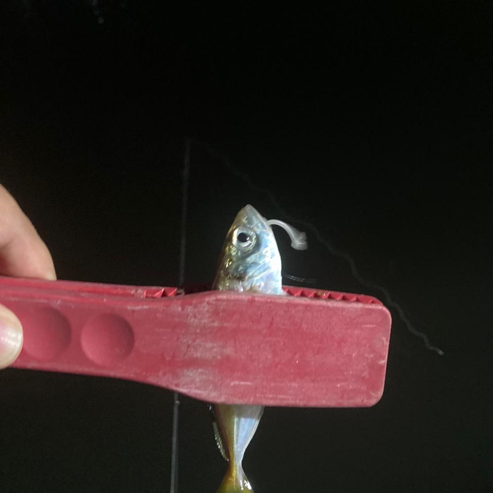 ナイトアジング