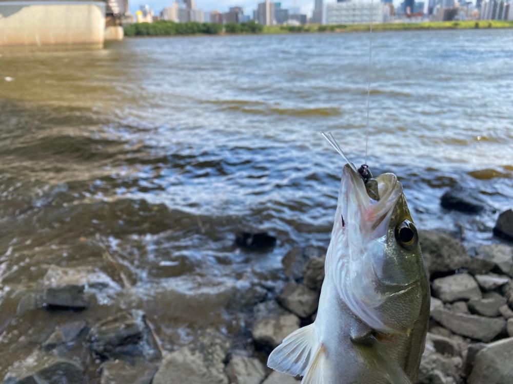 シーバスとソウギョ