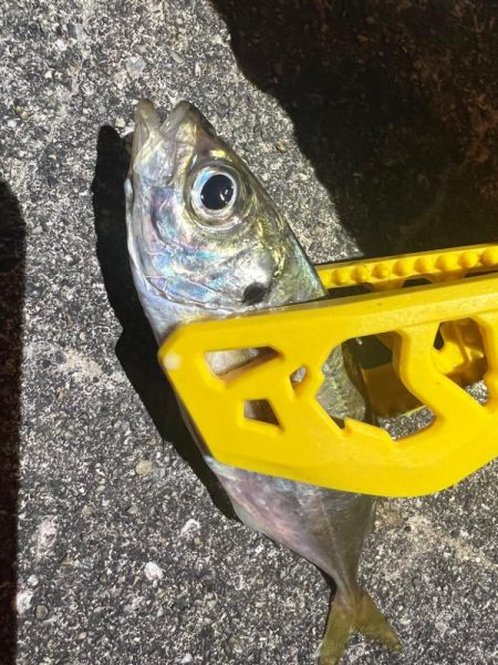 鯵を探して三千里 Vol.69