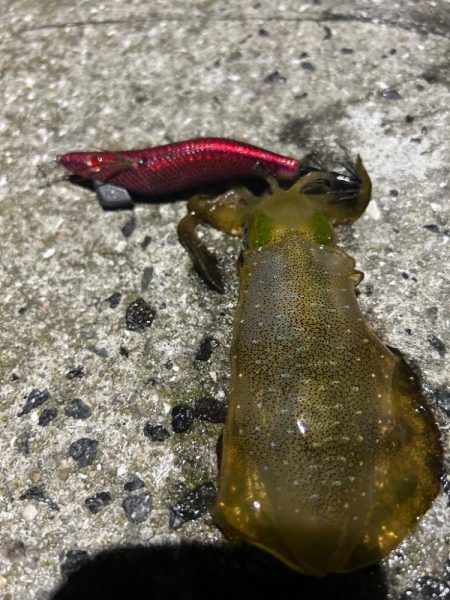 夕まずめエギング！