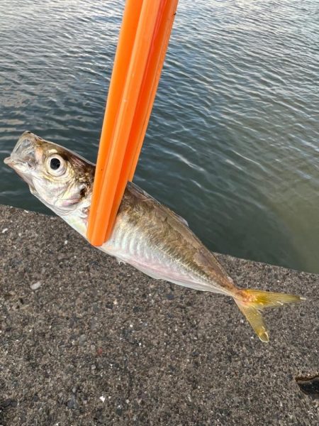 台風の隙間をついて鯵釣り