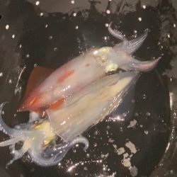 ケンサキイカ釣り