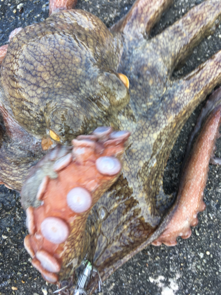 【タコフィネス】タコ計1.6kg ＋ アコウ小1 ＋ ガシラ複数