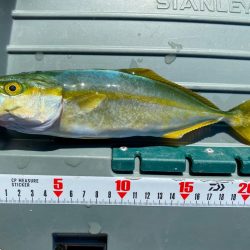 淡路島ショアジギングでツバス