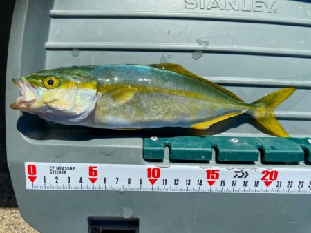 淡路島ショアジギングでツバス