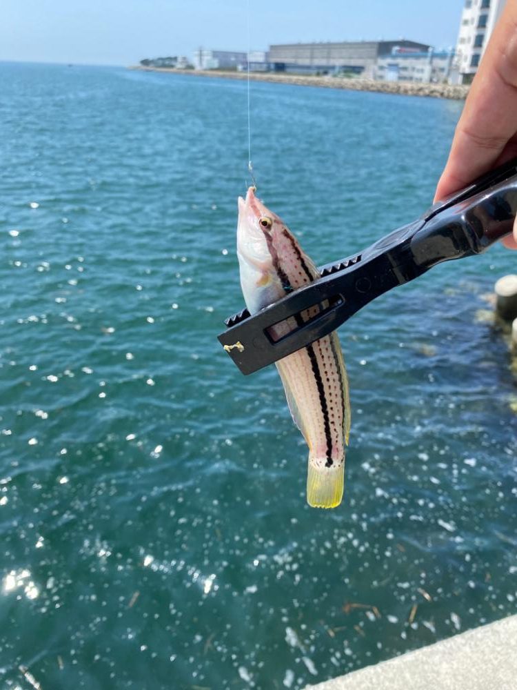 ちょい投げライト五目