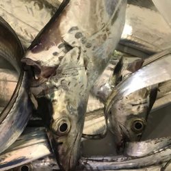 タチウオと長潮